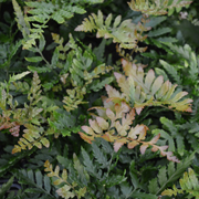 Hardy Fern Dryopteris erythrosora 'Prolifica'